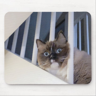 Mousepad Ragdoll Cat Na Escada