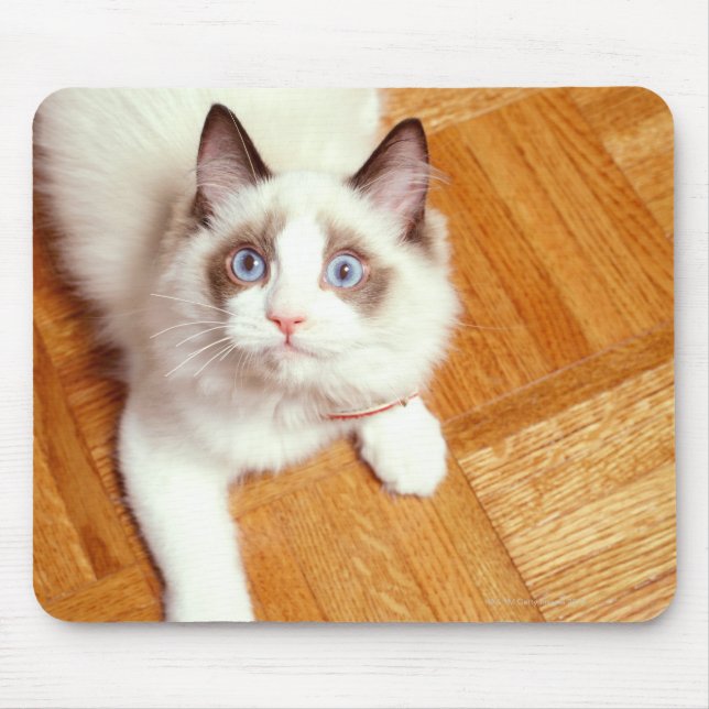 Mousepad Ragdoll cat no chão, vista elevada (Frente)