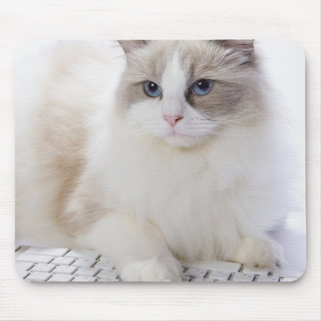 Mousepad Ragdoll cat no teclado do computador (Frente)