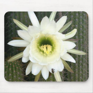Mousepad Rainha Da Flor De Cacto Noturno, Região Do Karoo