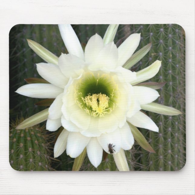 Mousepad Rainha Da Flor De Cacto Noturno, Região Do Karoo (Frente)