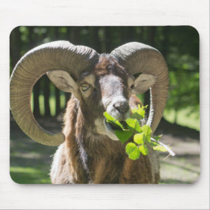 Mousepad Ram Mouflon