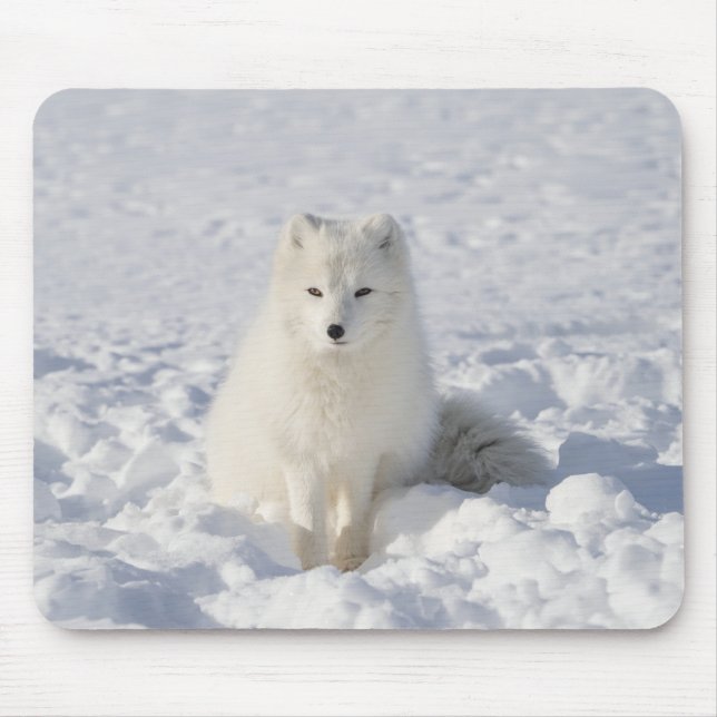 Mousepad Raposa branca (Frente)