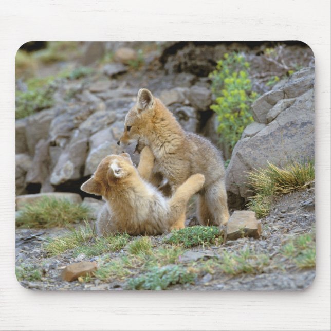 Mousepad Raposa-Cinza Sul-Americana (Lycalopex griseus) par (Frente)