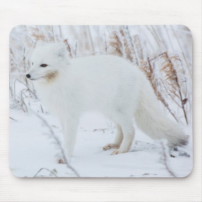 Mousepad Raposa-do-Ártico (Frente)