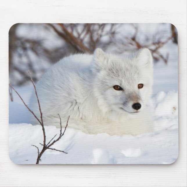 Mousepad Raposa do Ártico no inverno (Frente)