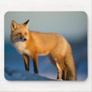 Mousepad Raposa Marrom
