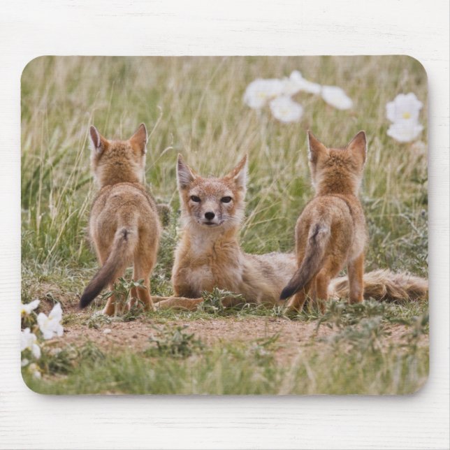 Mousepad Raposa Veloz (Vulpes velox) fêmea com filhotes em (Frente)
