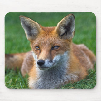 Mousepad Raposa Vermelha