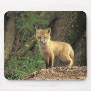 Mousepad Raposa vermelha jovem em frente à toca (Vulpes vul