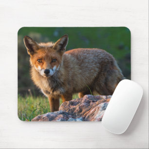 Mousepad Raposa Vermelha no Sunset, Austrália, Foto da Vida