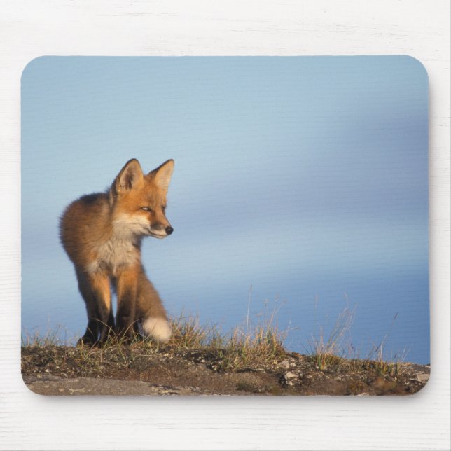 Mousepad raposa-vermelha, Vulpes vulpes (Frente)