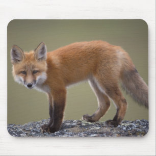 Mousepad raposa vermelha, Vulpes vulpes, ao longo do centro
