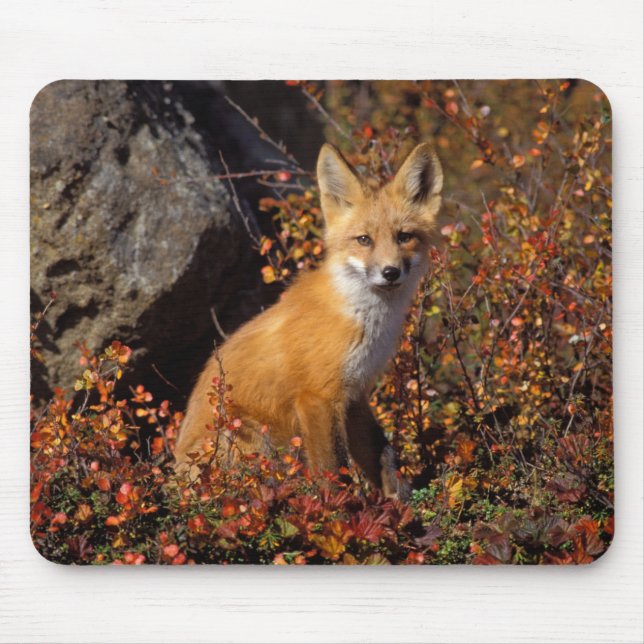 Mousepad raposa vermelha, Vulpes vulpes, em cores de outono (Frente)