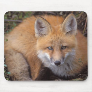 Mousepad Raposa vermelha, Vulpes vulpes, em cores de queda