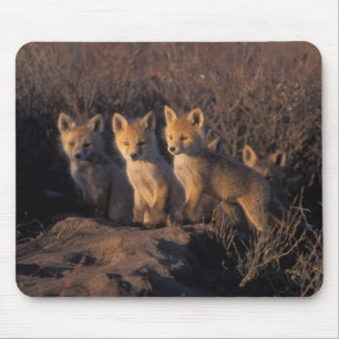 Mousepad raposa-vermelha, Vulpes vulpes, filhotes