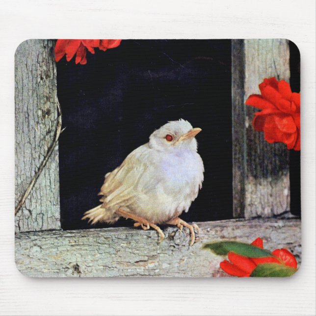 Mousepad RARE albino robin (Frente)