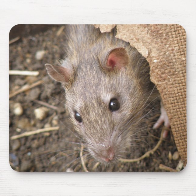 Mousepad Rat Cheeky (Frente)