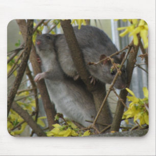 Mousepad Ratazanas de Bocal