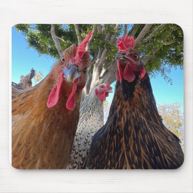 Mousepad Rato com Aves de Atitude (Frente)