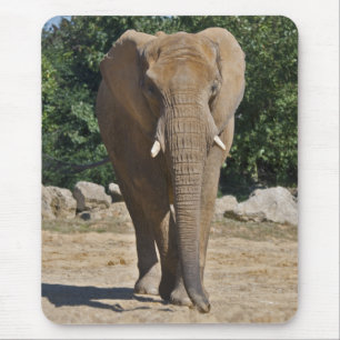 Mousepad Rato de African Elephant