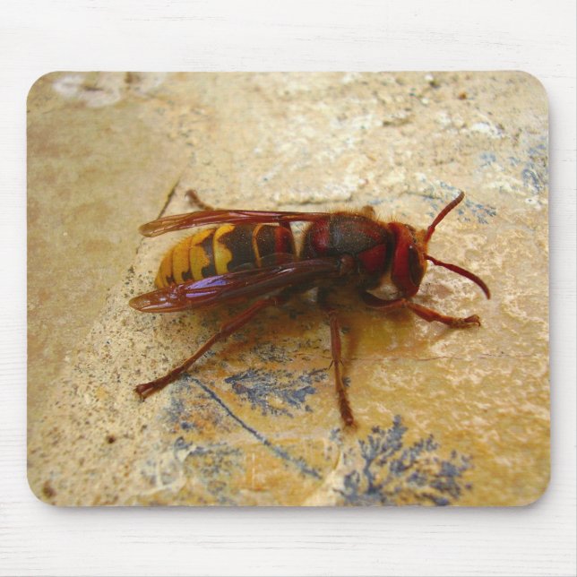 Mousepad Rato de Ásia de Hornet (Frente)