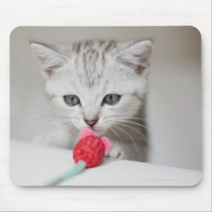 Mousepad Rato de cheiro do brinquedo do gatinho britânico