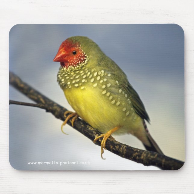 Mousepad Rato de Estrela Finch (Frente)