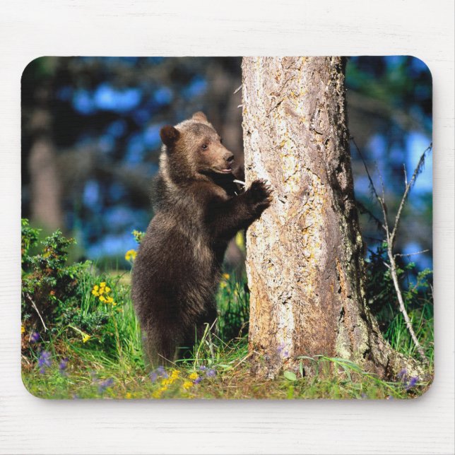 Mousepad Rato de Urso Cinzento do Alasca Almofada de Rato (Frente)
