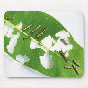 Mousepad Rato Pad De Lagartas De Monarca Com Fome