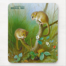 Ratos Archibald Thorburn Cute (Dormice 1903) CC015