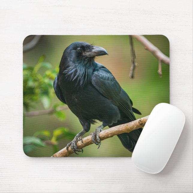 Mousepad Raven em uma ramificação de árvore (Com mouse)
