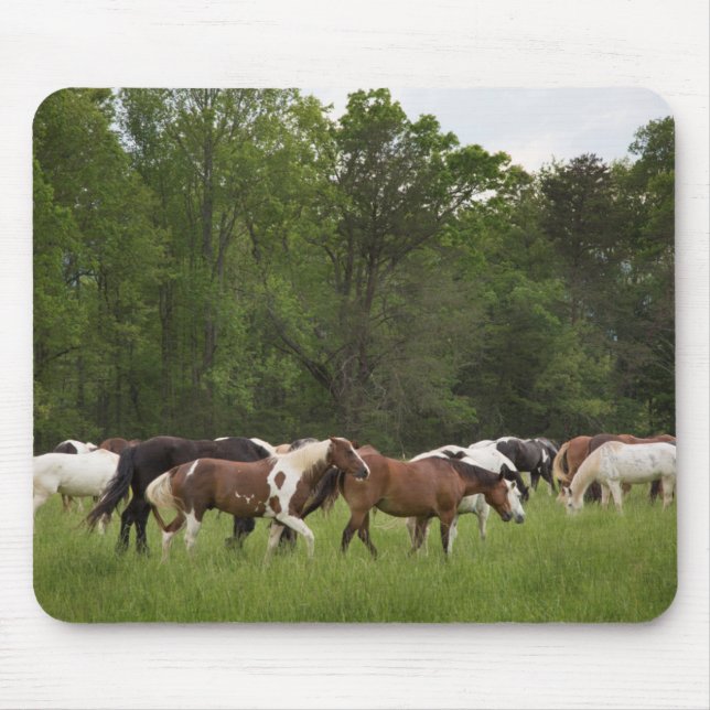 Mousepad Rebanho de cavalos, Tennessee (Frente)