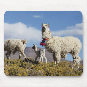 Mousepad Rebanho de lhama decorado na Puna, cordilheira dos