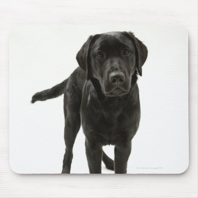 Mousepad Recuperador labrador preto (Frente)