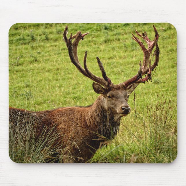 Mousepad Red Deer Stag (Frente)