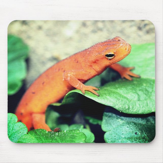 Mousepad Red Eft Salamander Nature (Frente)