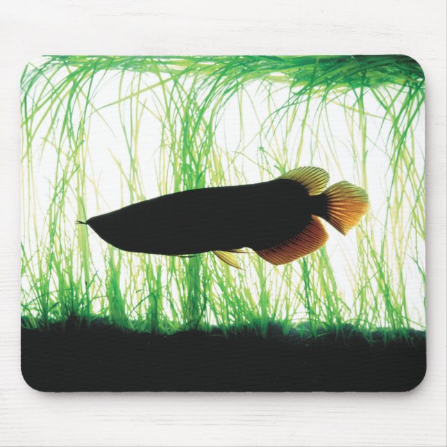 Mousepad Redtail Golden Arowana (Frente)
