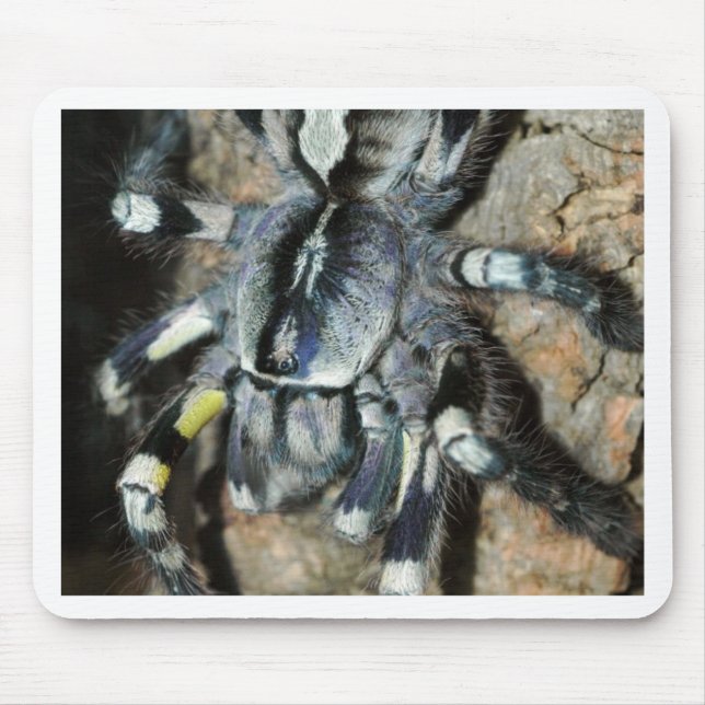 Mousepad Regalis de Poecilotheria (Frente)