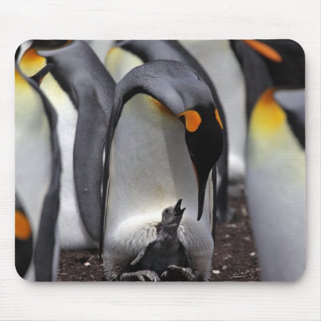 Mousepad Rei pinguim com pintinho (Frente)
