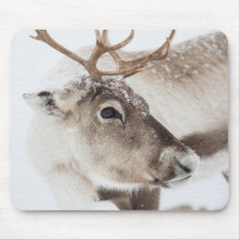 Mousepad Reindeer Nature Photo