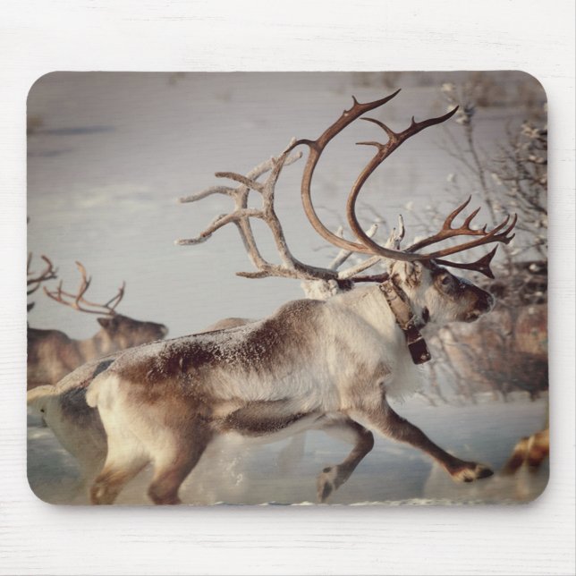 Mousepad Reindeers da Noruega, Pad do Mouse (Frente)