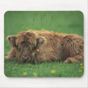 Mousepad Reino Unido, Escócia. Bezerro das Terras Altas