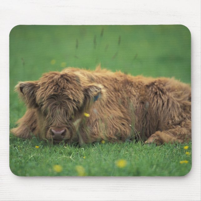 Mousepad Reino Unido, Escócia. Bezerro das Terras Altas (Frente)