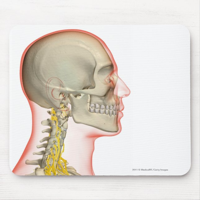 Mousepad Rendição dos nervos do pescoço (Frente)