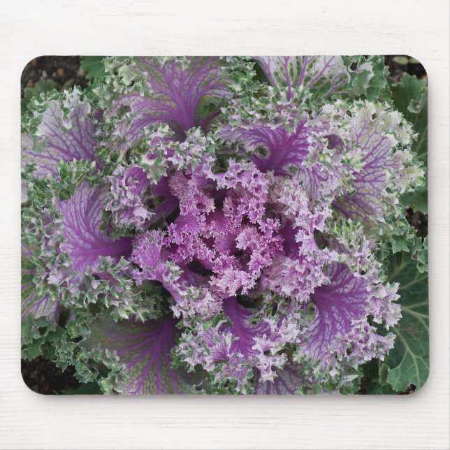 Mousepad Repolho Ornamental de Folha Enrugada Planta (Frente)