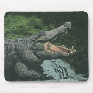 Mousepad Répteis do crocodilo do vintage, vida animal