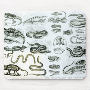 Mousepad Répteis, serpentes e lagartos