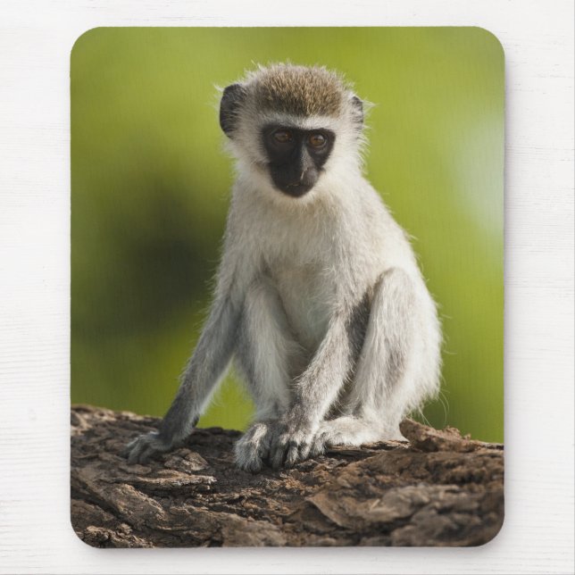 Mousepad Reserva de Caça Samburu, Quênia, Macaco Vervet, (Frente)