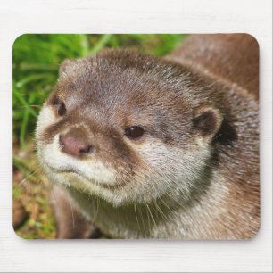 Mousepad Retrato da lontra .......